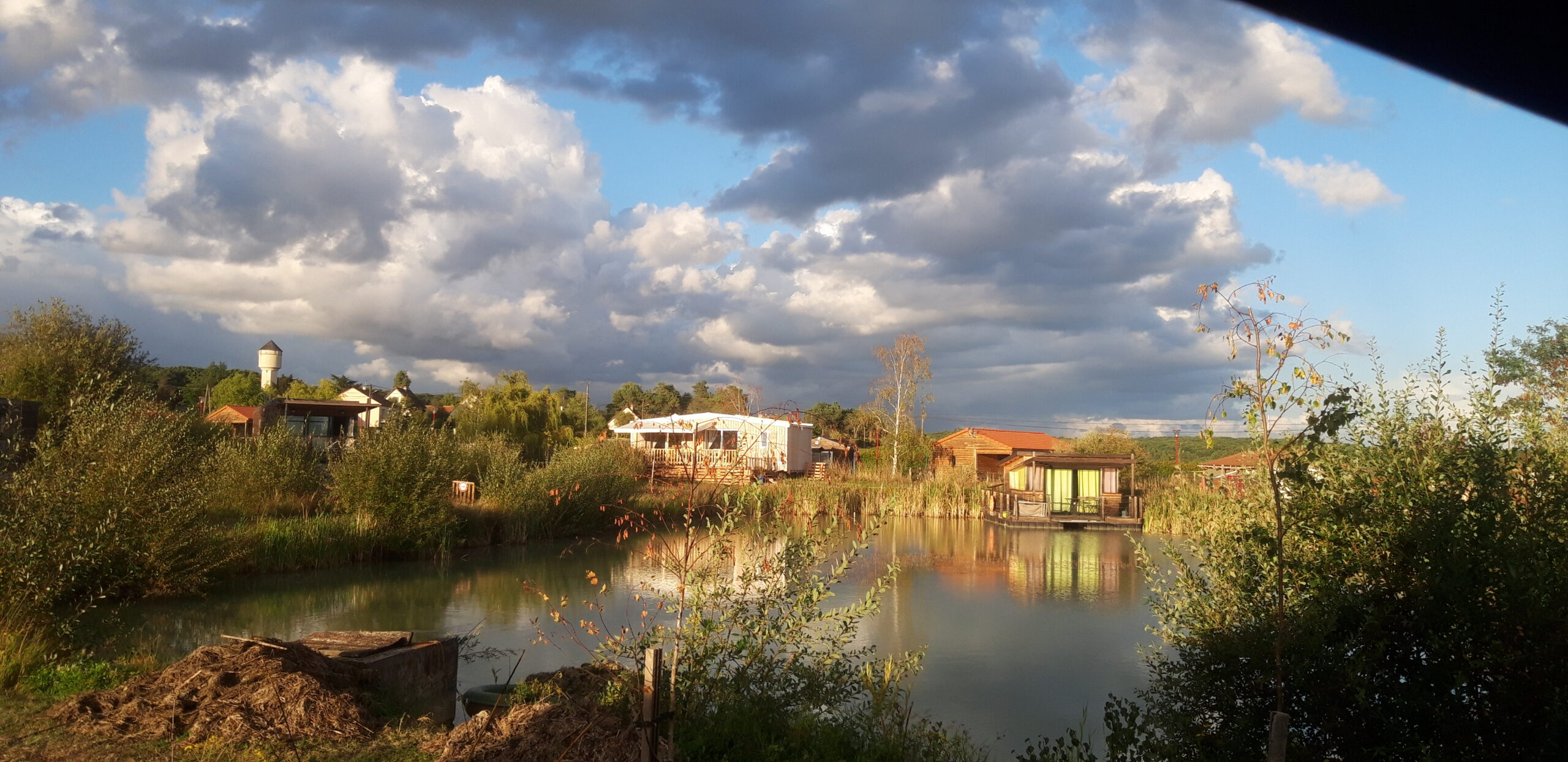 Etang Iris Nénuphar Salicaire