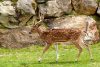 biche zoo beauval