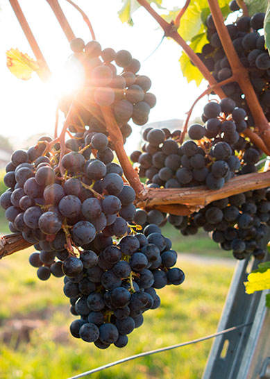 Alentours vignoble camping