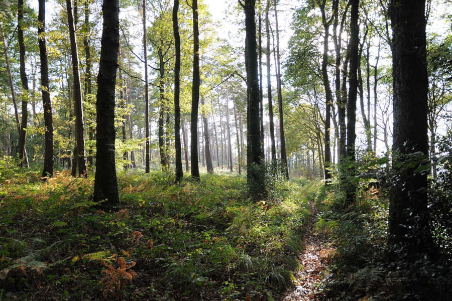 naturverbundener Campingplatz