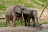 beauval elephant zoo