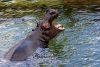 hippopotamus beauval zoo