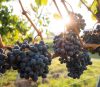 Vermietung in der Nähe des Weinbergs cheverny