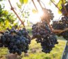 maison troglodyte vignoble loire