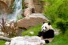 beauval panda zoo
