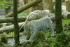 witte tijger beauval dierentuin