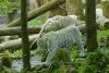 tigre blanc zoo de beauval