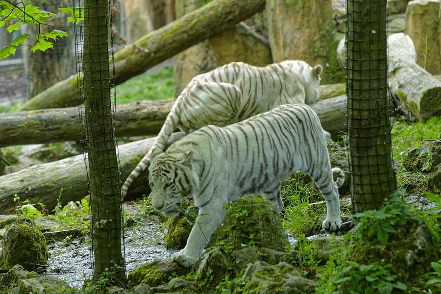 2020 Zoo De Beauval : Au Coeur De La Machine