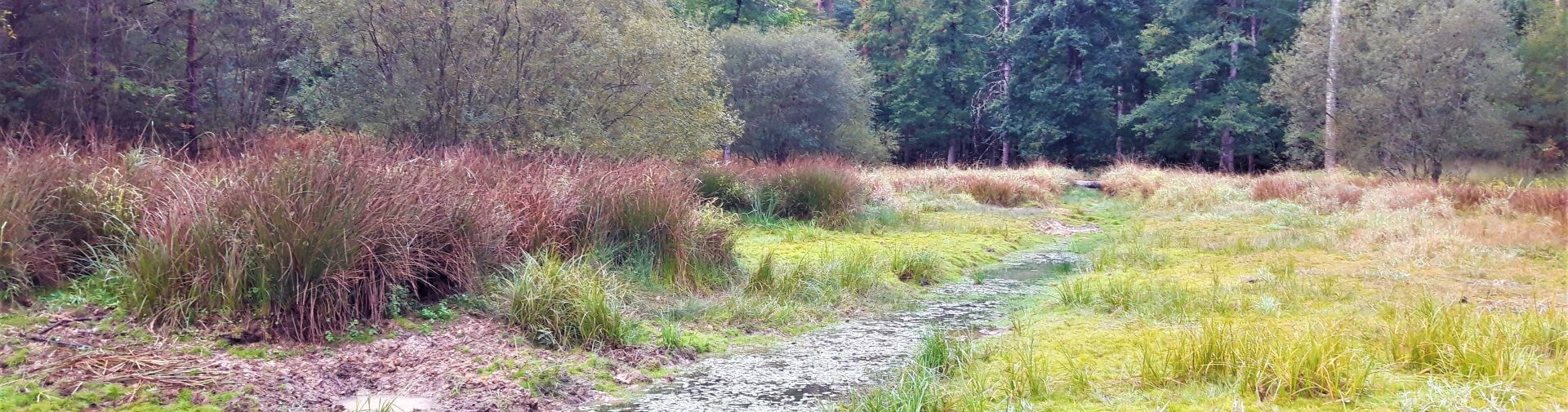 camping nature loire