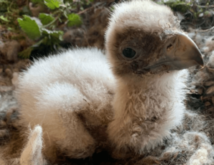 Bébé-zoo-de-beauval