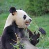 panda geant camping proche zoo de beauval