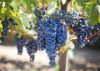 vignobles loir et cher