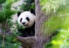 zoo de beauval