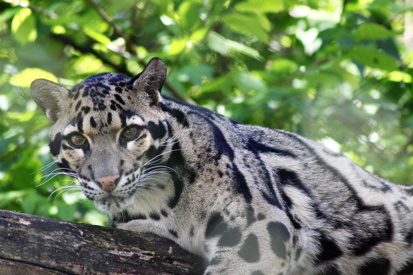 zoo de beauval val de loire