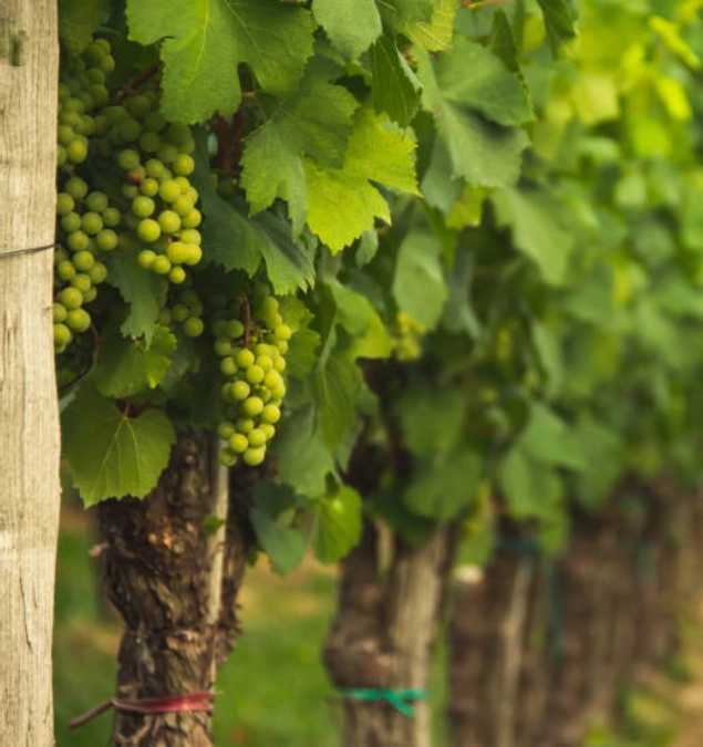 location-camping-vignoble-cheverny