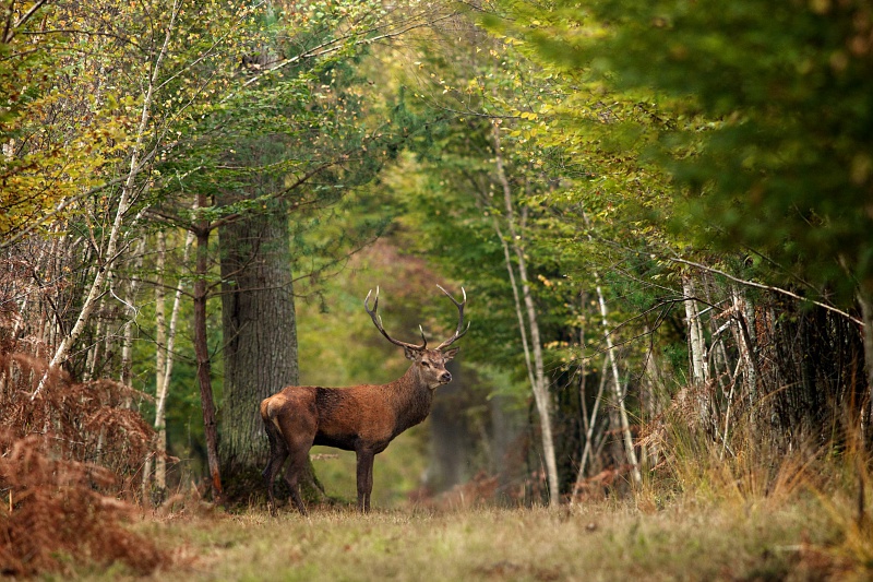 Cerf-ForetChambord_L-Letot_CRTCentre-ValdeLoire-1 Cerf ForetChambord L Letot CRTCentre ValdeLoire 1