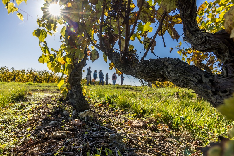 RV_dans_les_Vignes_1925_credit_DDarrault_CRTCentrevaldeLoire RV dans les Vignes 1925 credit DDarrault CRTCentrevaldeLoire