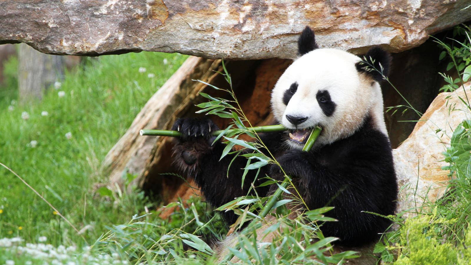 pandas-zooparc-de-beauval-07-5ed90a6b0da79-1600x900 pandas zooparc de beauval 07 5ed90a6b0da79 1600x900
